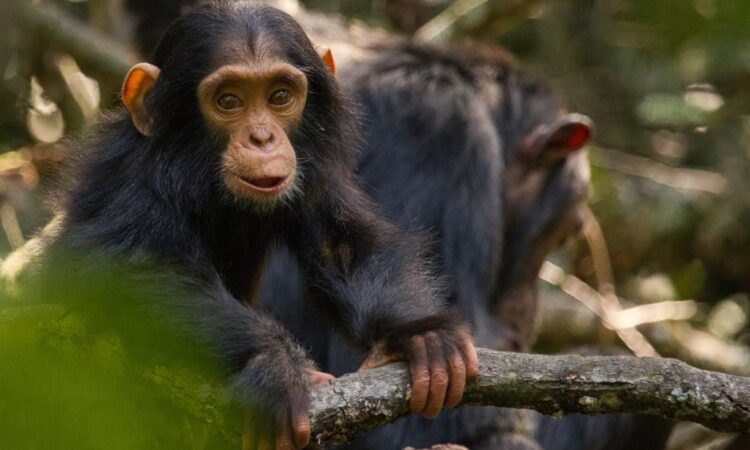 5 Days Uganda Primates and Birding Safari