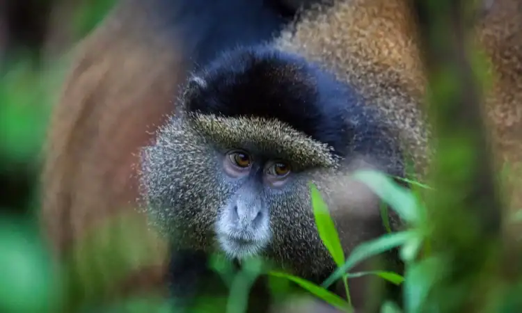 7 Days Kenya Wildlife and Rwanda Gorilla Trekking Safari