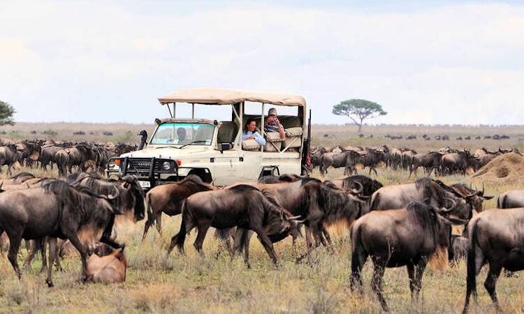 10 Days Kenya Tanzania and Uganda Wildlife Safari