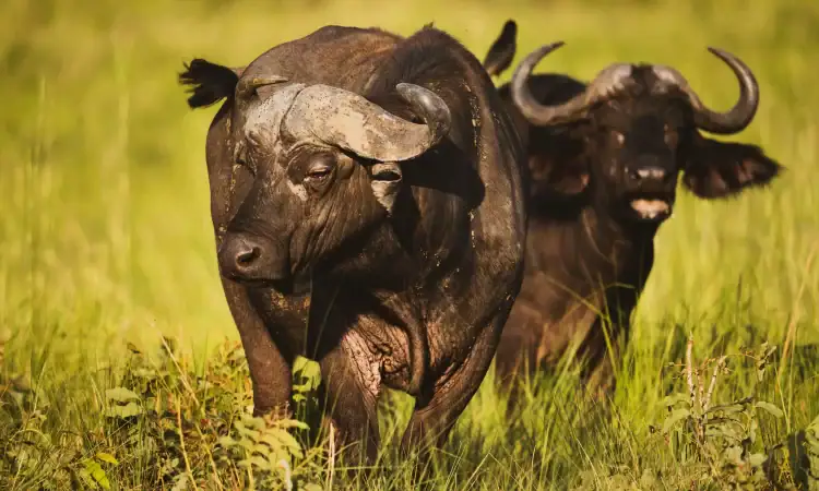 10 Days Best Uganda Safari Without Gorillas
