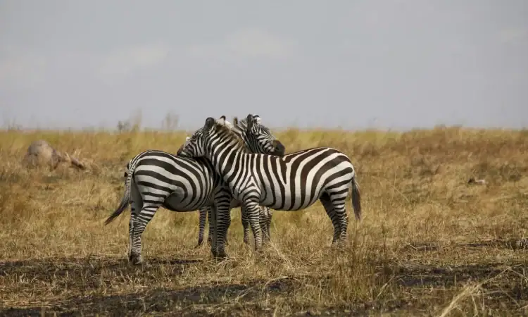 6 Days Africa Tanzania Wildlife Safari