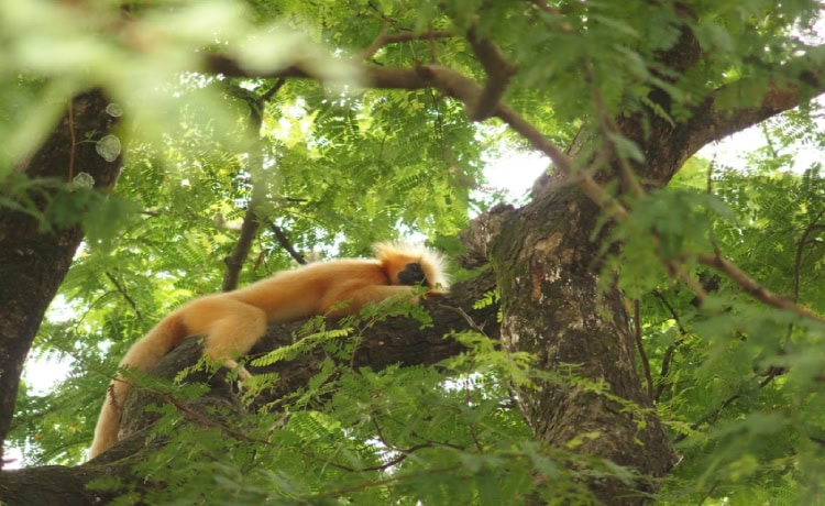 Raimona National Park