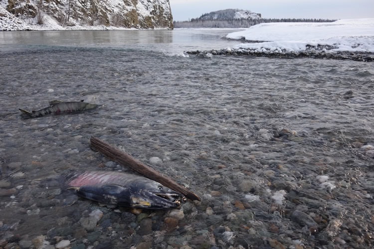 chum_salmon_alaska