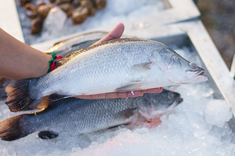 Ikan hasil pancingan, Sumber: kompas.com