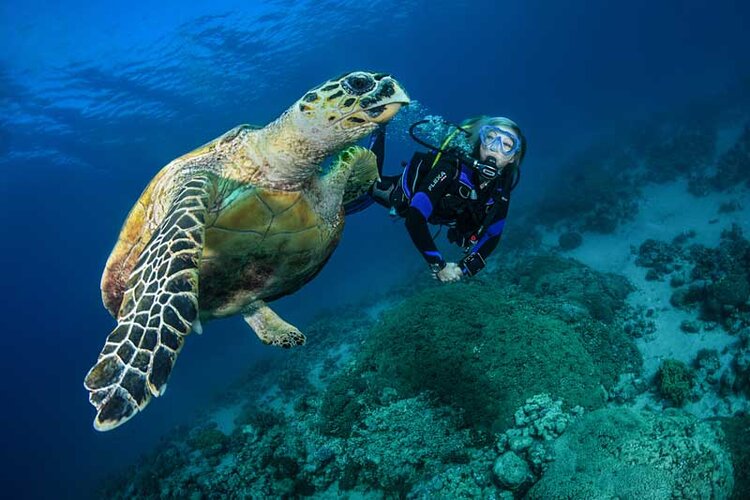a scuba diver diving with a sea turtle underwater