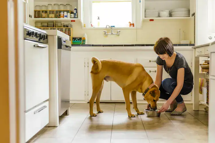 Coconut Oil for Dogs: Miracle Supplement or Overhyped Trend? What Veterinarians Want Pet Owners to Know