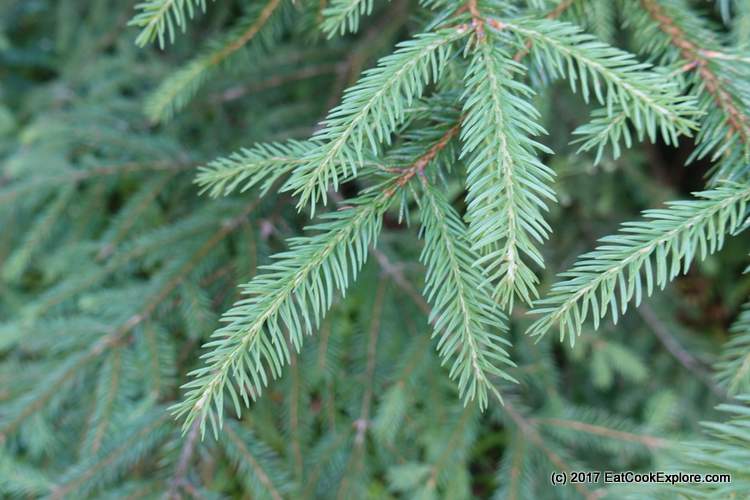 A Gastronomic Weekend in the Black Forest 5 The Silver Fir Tree Black Forest