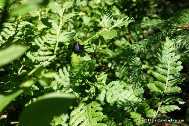 The Elusive Black Forest Blueberry The Elusive Black Forest Blueberry