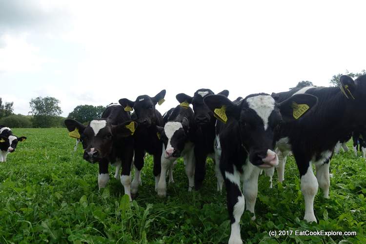 Organic Dairy Farm - Curious baby cows