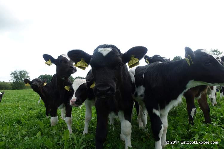 Organic Dairy Farm - Curious baby cows