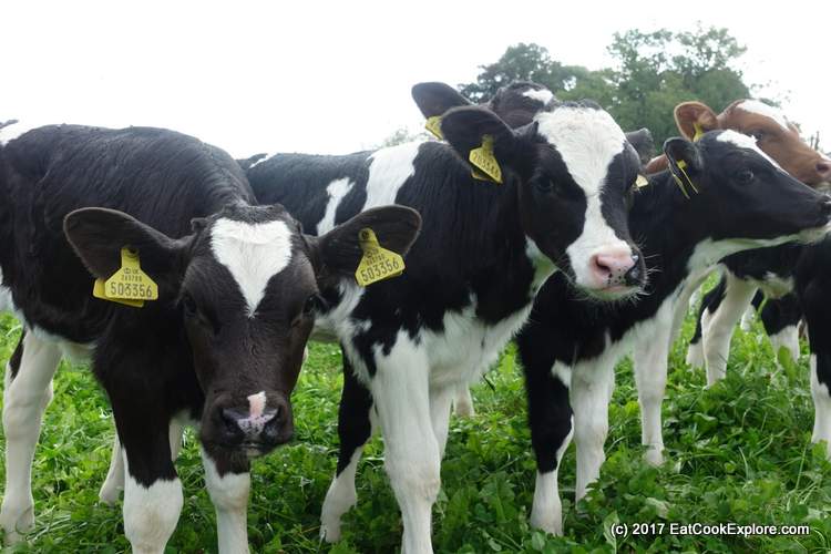 Organic Dairy Farm - Curious baby cows