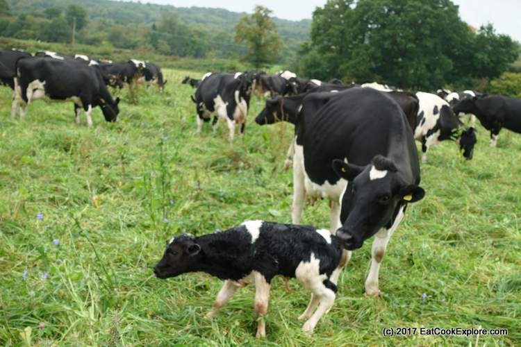 Organic Dairy Farm Cow with a new born baby calf