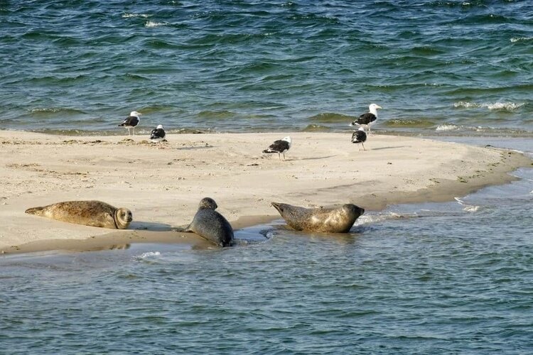 bezienswaardigheden op Ameland -zeehonden