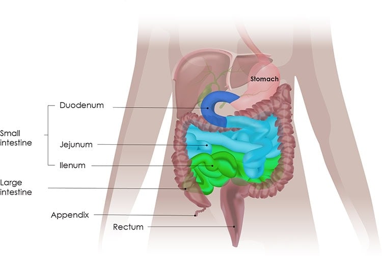 Small Intestine