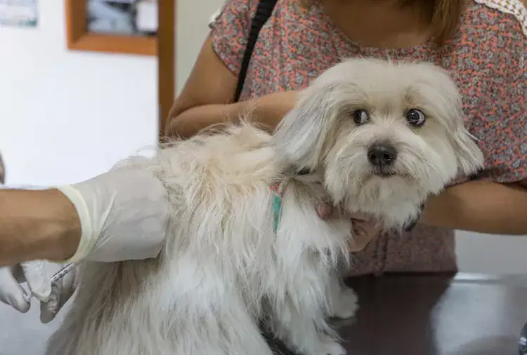 FDA Raises Fresh Concerns Over Popular Dog Arthritis Drug Librela After Reports of Serious Side Effects