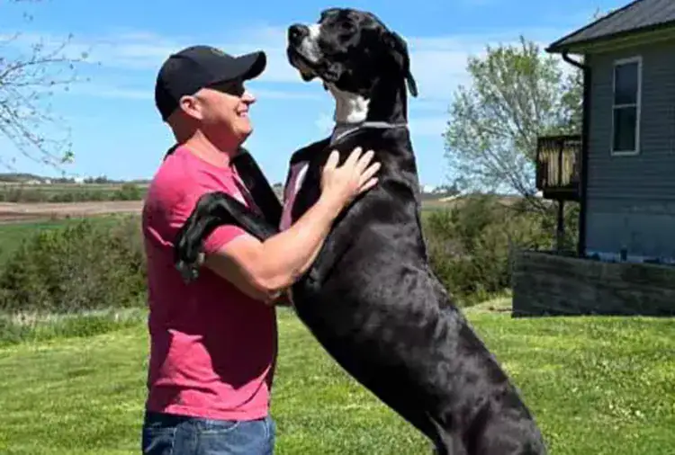 Meet Kevin: The Great Dane Officially Crowned the World’s Tallest Living Dog