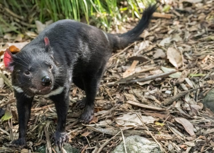 conservation trade-offs ecological impact