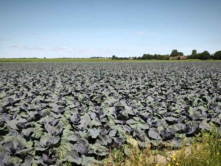 Ein Feld voller Rotkohl. Auf den ersten Blick sieht es wie ein Feld aus, auf dem ein Traktor Furchen gezogen hat. Erst beim näheren Hinsehen erkennt man die Kohlpflanzen.