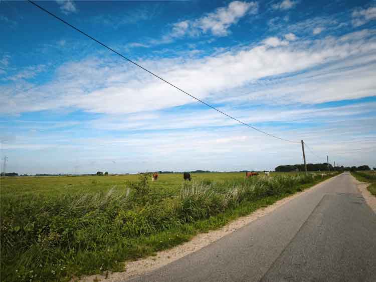 Ein Wirtschaftsweg, der durch Weidelandschaft führt. Kühe grasen auf der Weide.