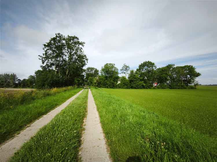 Ein alter Deichweg aus zwei Fahrspuren, der durch grüne Felder führt.