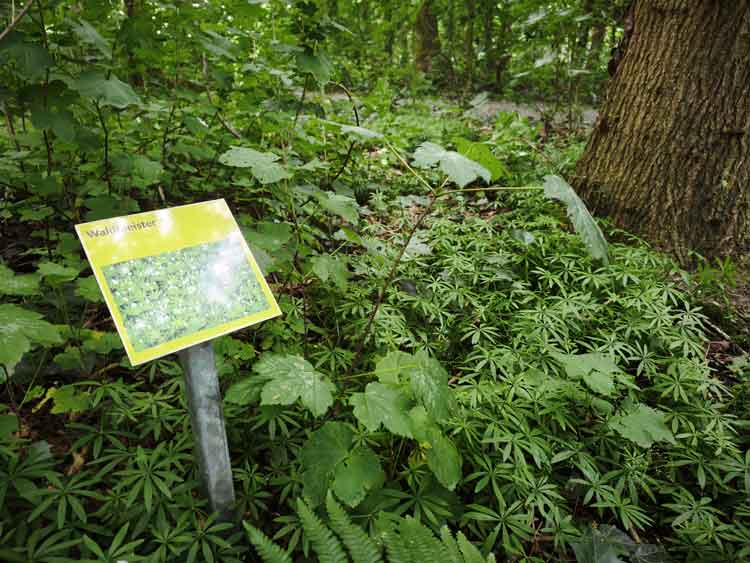 Waldmeisterpflanzen am Erlebnispfad Fahretoft