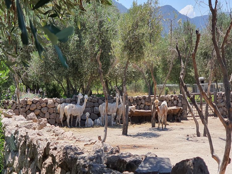 The alpacas at Emiliana are part of their biodynamic practices