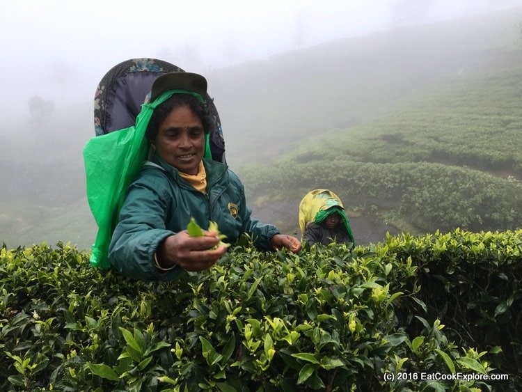 Tea Pucker at a Tea Plantation