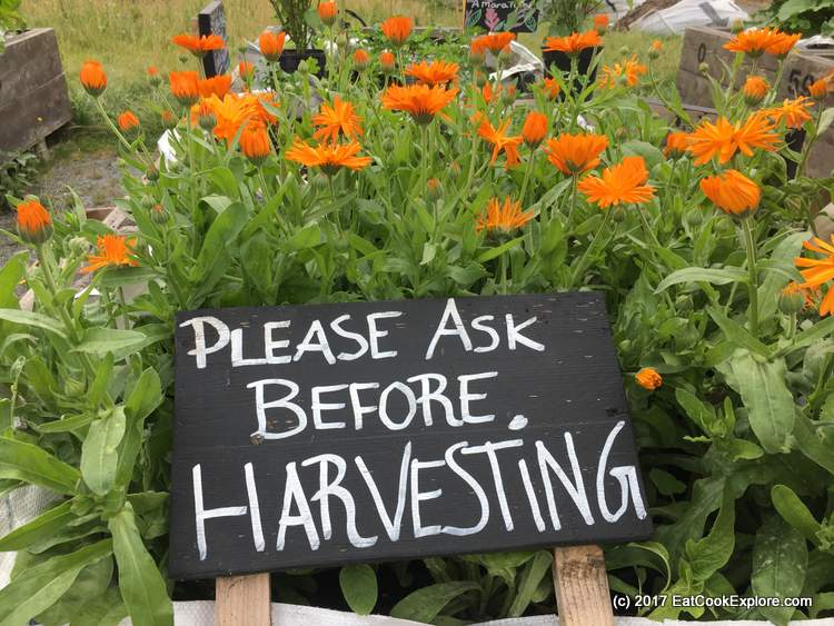 Honest Tea Mobile Garden 7