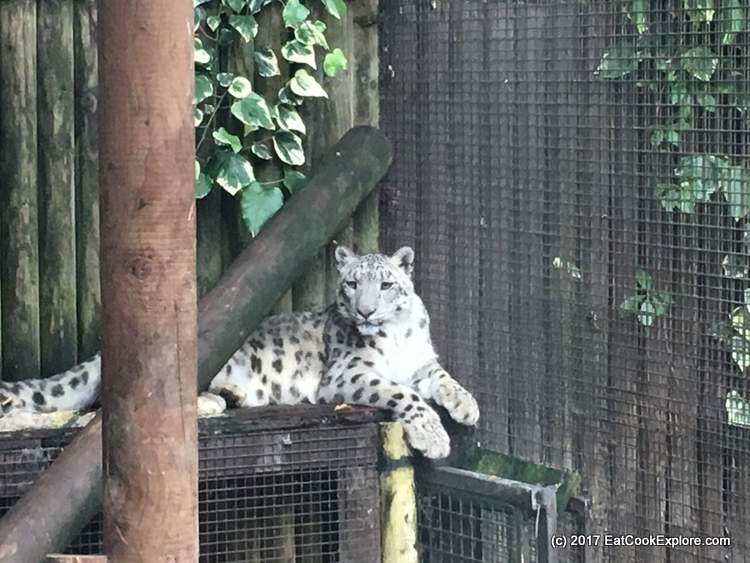 Paradise Wildlife Park Snow Leopard Paradise Wildlife Park Snow Leopard