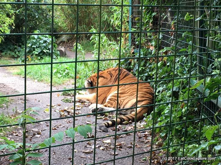 Tea with Tigers at Paradise Wildlife Park 2 Paradise Wildlife Park Tigers