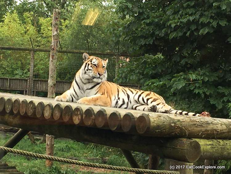 Paradise Wildlife Park Tea wth Tigers