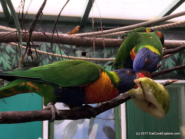 Paradise Wildlife Park Lorakeets Paradise Wildlife Park Lorakeets