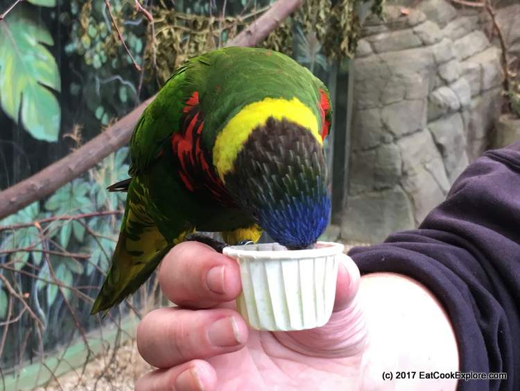 Paradise Wildlife Park Feeding Lorakeets Nectar Paradise Wildlife Park Feeding Lorakeets Nectar