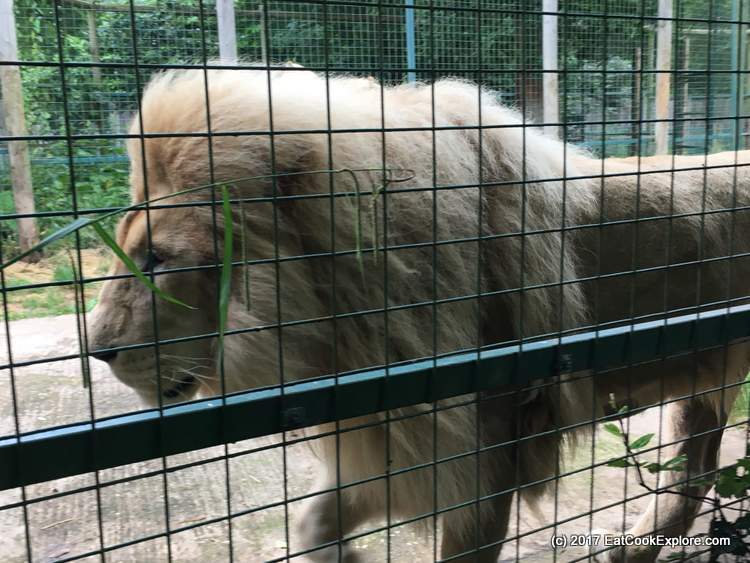 A pacing White Lion A pacing White Lion