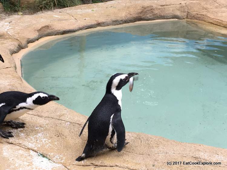Feeding time for the penguins at 4pm Feeding time for the penguins at 4pm