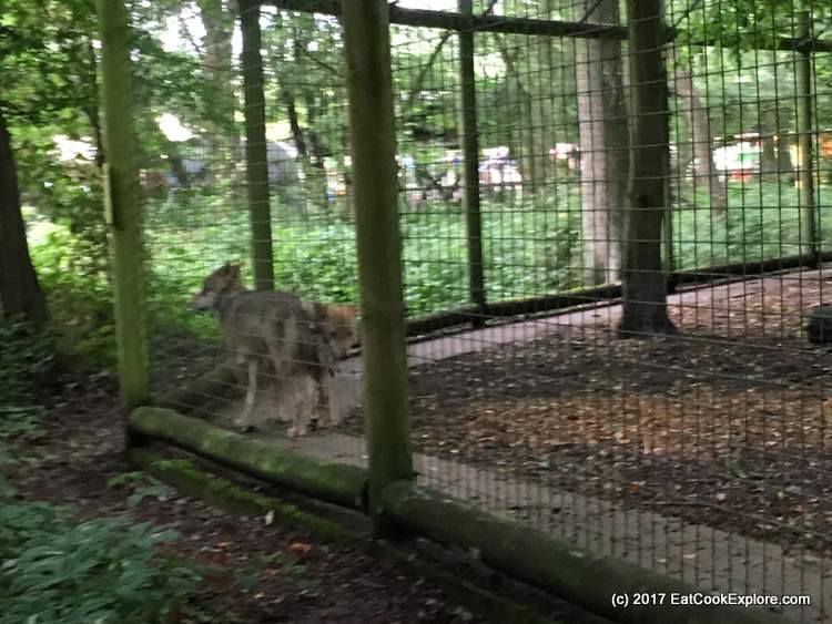 A rare sighting of some European Wolves A rare sighting of some European Wolves