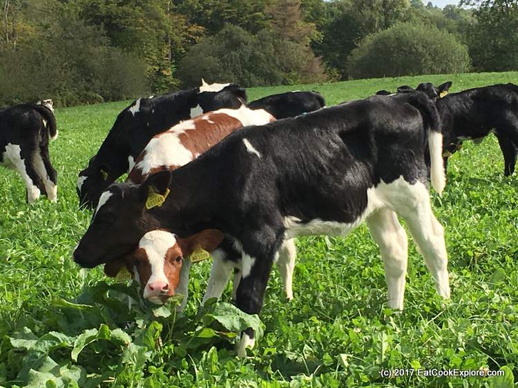 Organic Dairy Farm - New born calves