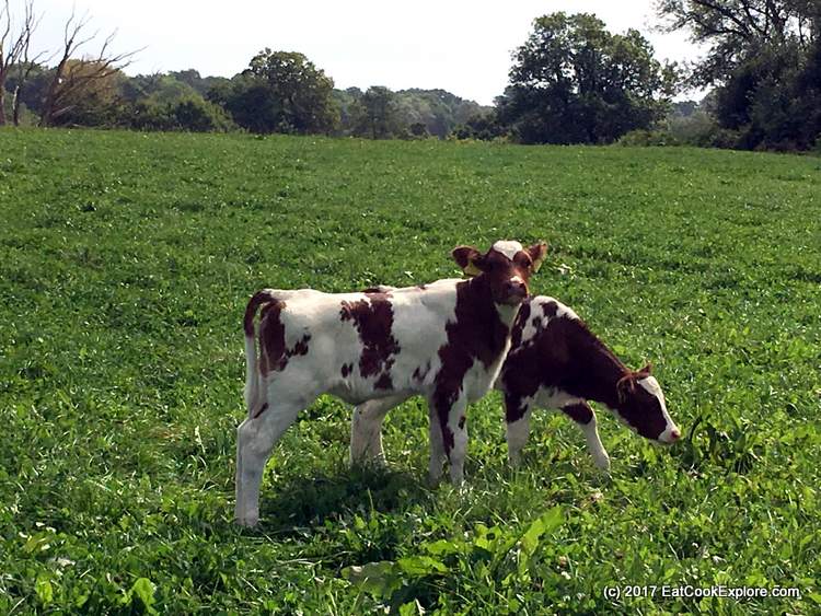 Organic Dairy Farm - Swedish Red cross