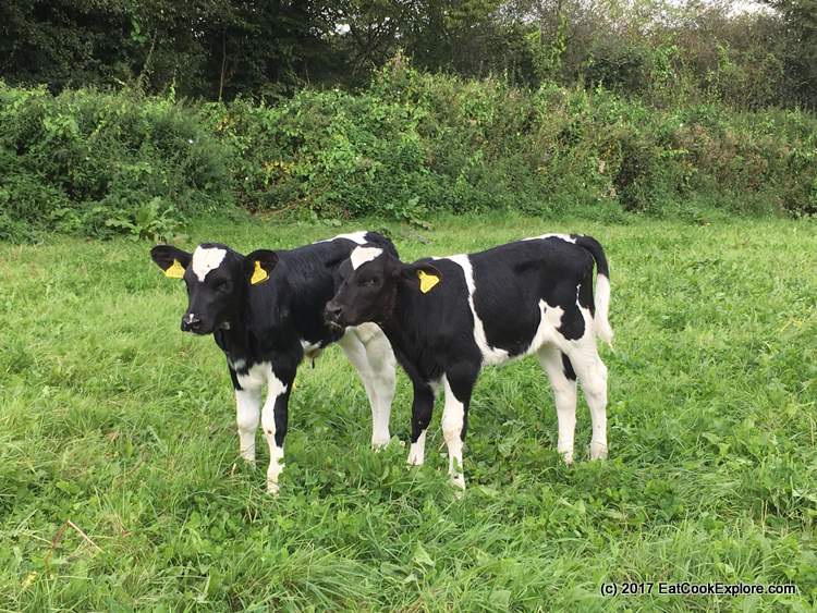 062 Organic Dairy Farm 64
