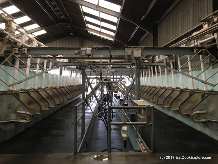 Organic Dairy Farm The Milking Parlour