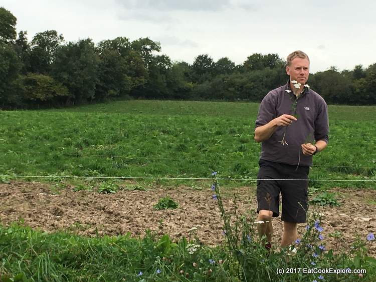 Organic Dairy Farm cows graze on lush green pastures