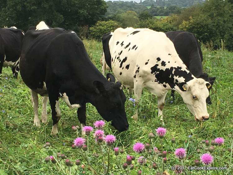 Organic Dairy Farm with free range cows on a pasture