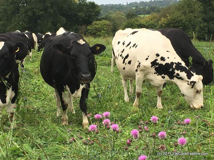 Organic Dairy Farm with free range cows on a pasture