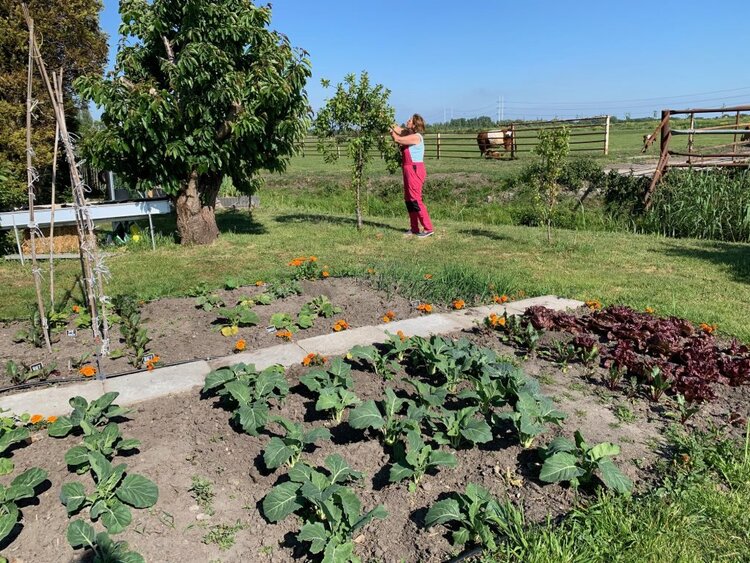 moestuin