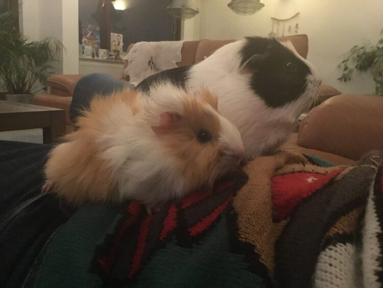 Cavia's