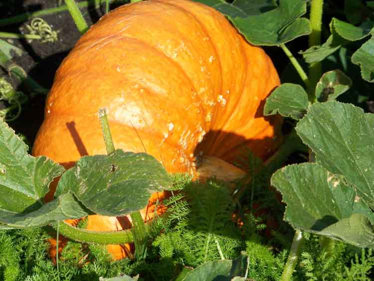 Ein Riesenkürbis liegt in einem Garten.