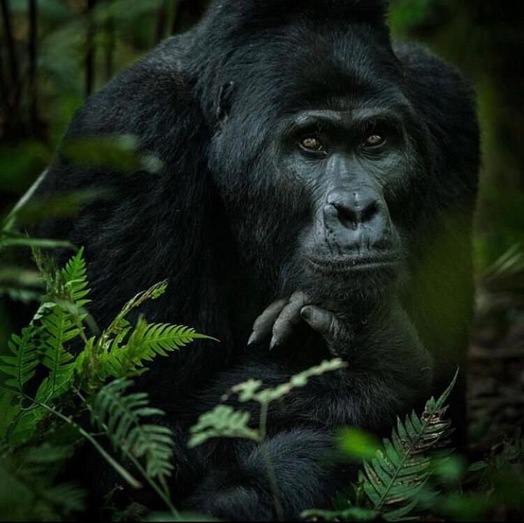Bwindi impenetrable national parkl 
