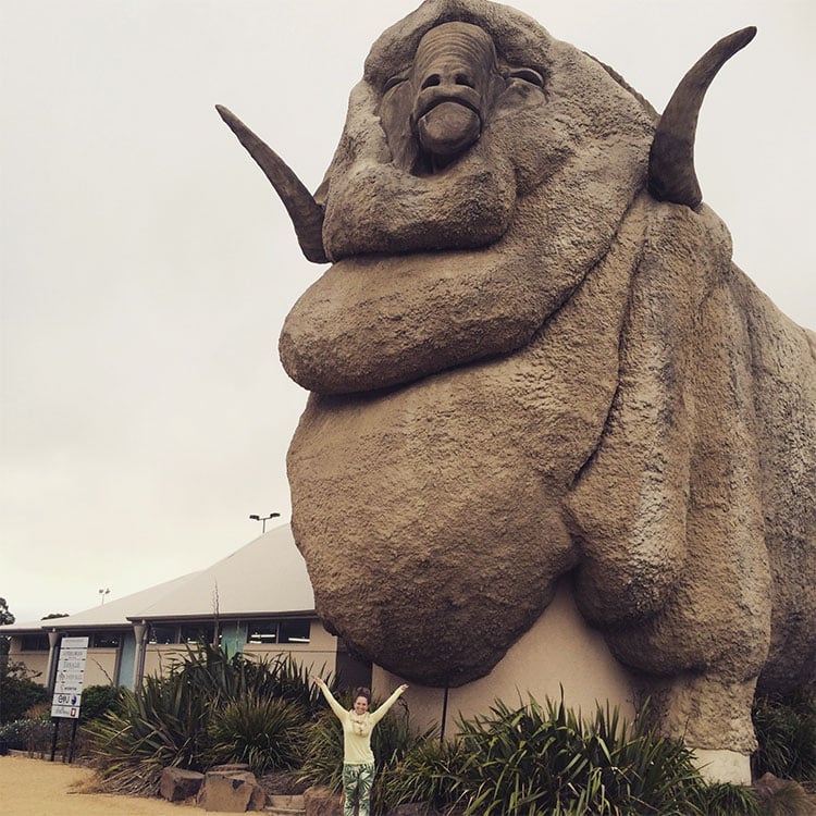 The Big Merino