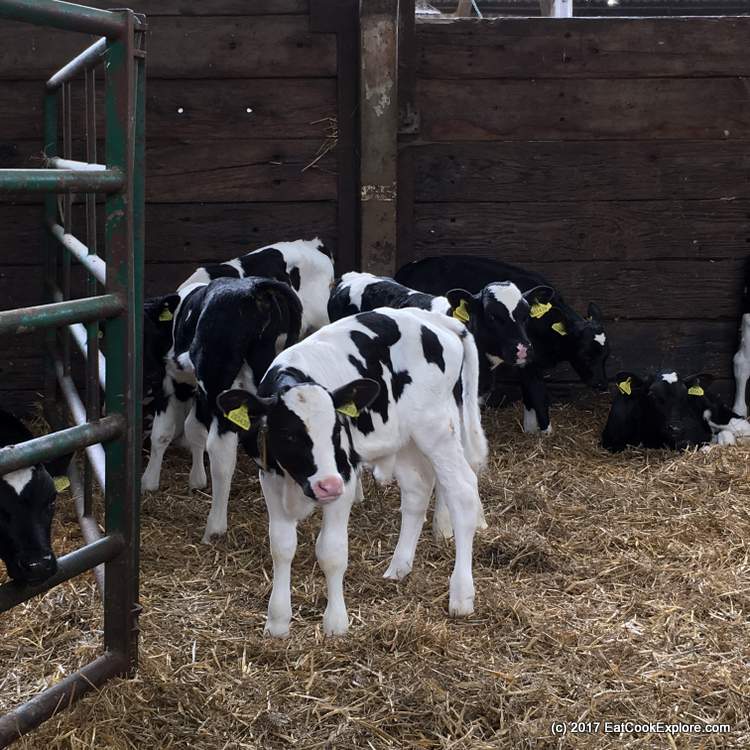 Male calves in the barn