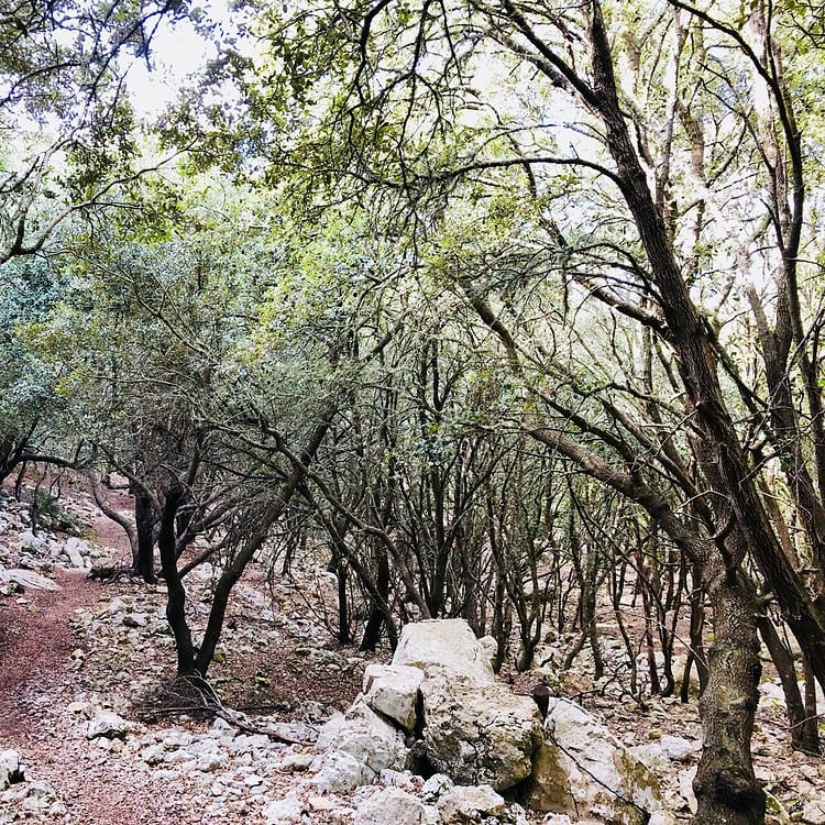 Steineichenwälder auf dem weg nach Estellencs